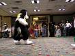 026FursuitGames.JPG