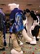 058FursuitGames.JPG